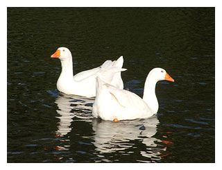 Geese