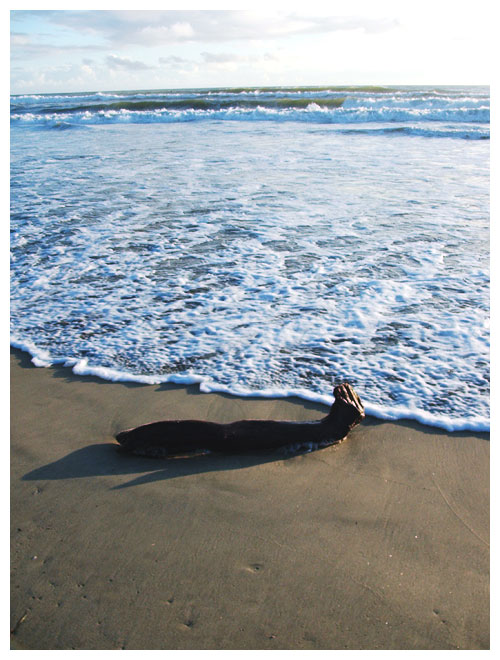 Driftwood pulls the water over the sand.