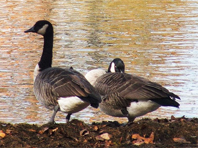 geese at the Loch Raven Dam