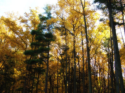 trees at the Loch Raven Dam