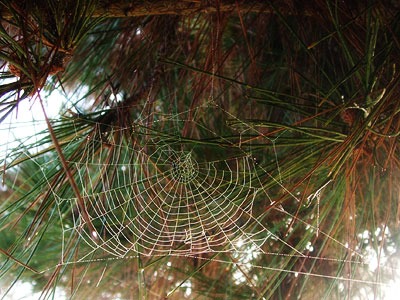 spider web in tree's foliage