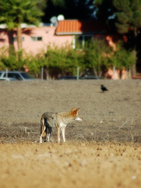 by the Bolsa Chica Ecological Reserve