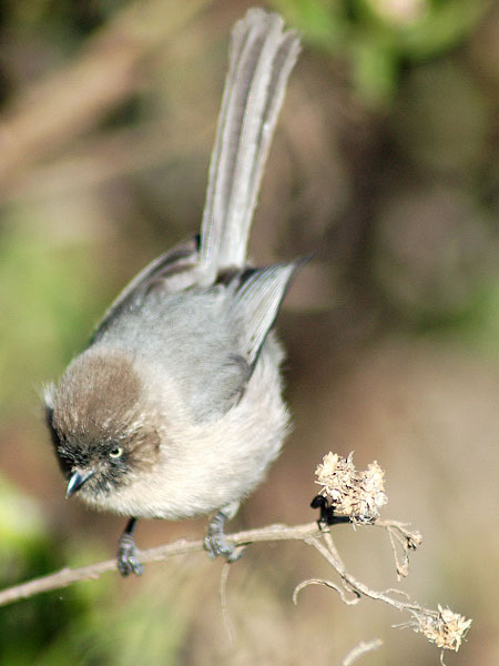 Bird!