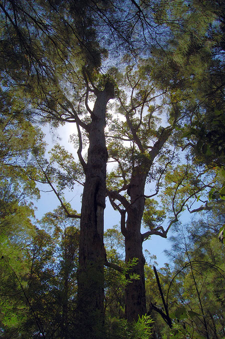 In the Valley of the Giants