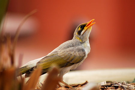 Bird at the Ayers Rock Resort
