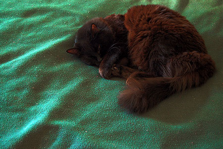 Cat