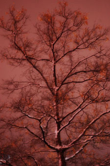 one of the artsy-looking shots I took in the night when everything was covered in new-fallen snow