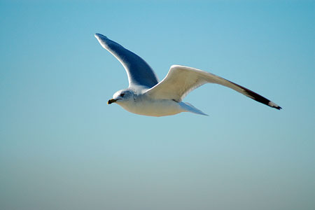 sea gull