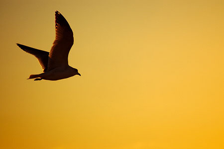 Gull in yet another effing sunset.