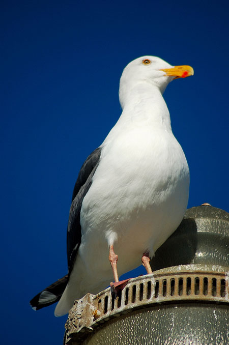 The Lookout